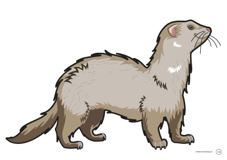 Тематические картинки. Животные Беларуси (А4, 4+0, 17 л.)