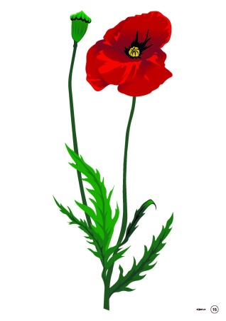 Тематические картинки. Цветы (А4, 4+0, 15 л.)